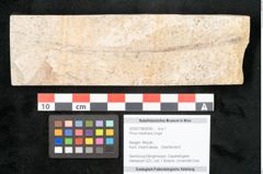 Foto (Objekt + Etikett) von Pinus holothana Unger (NHMW-GEO-2024-0188-8085)